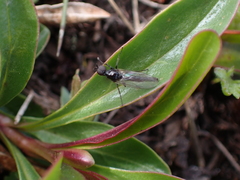 Bibioninae