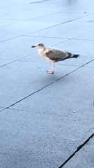 Larus argentatus
