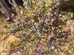 Tetragonia