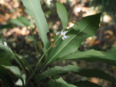 Ardisia cornudentata morrisonensis