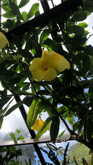 Allamanda cathartica