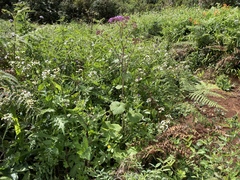 Pericallis papyracea image