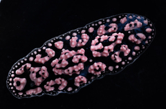 Phyllidiella pustulosa