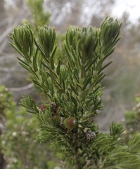 Phylica lanata