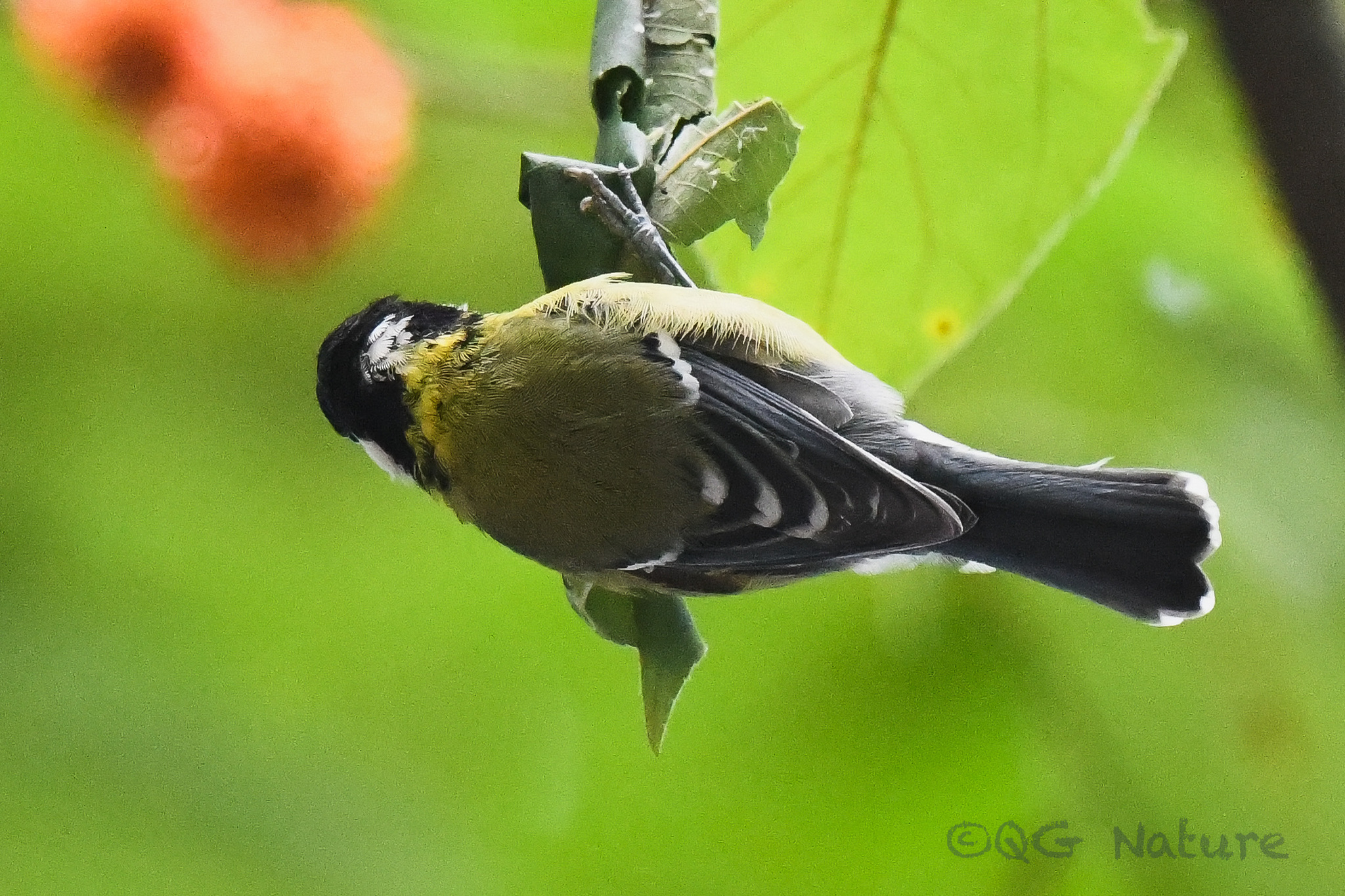 Green-backed Tit