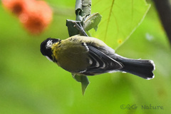 Parus monticolus