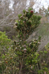 Phylica lanata