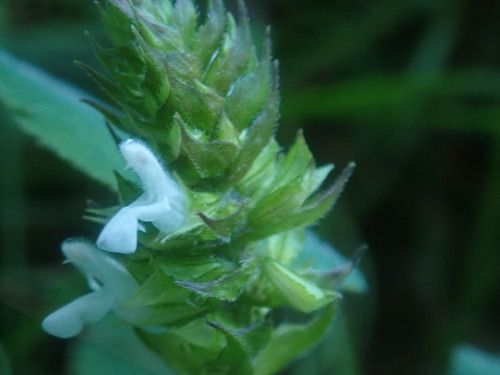 Image of Salvia pineticola by no rights reserved