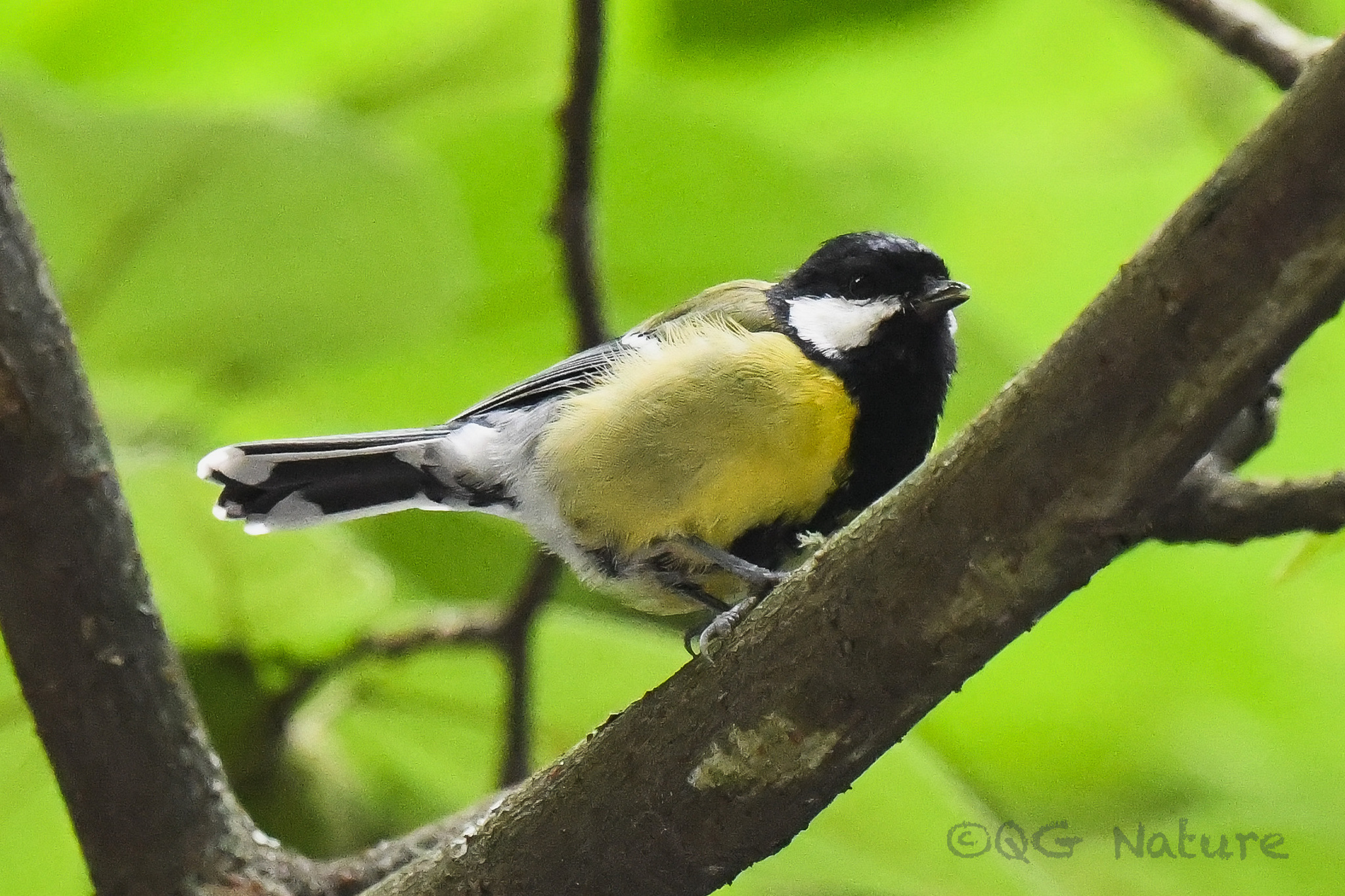 Green-backed Tit