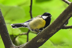 Parus monticolus