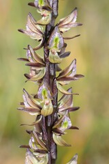 Prasophyllum elatum