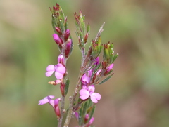 Muraltia satureioides