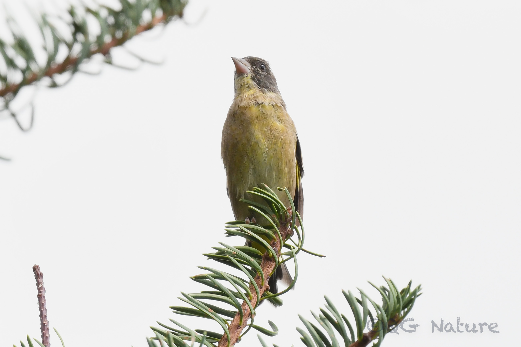 Black-headed Greenfinch