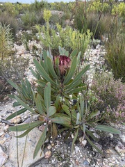 Protea