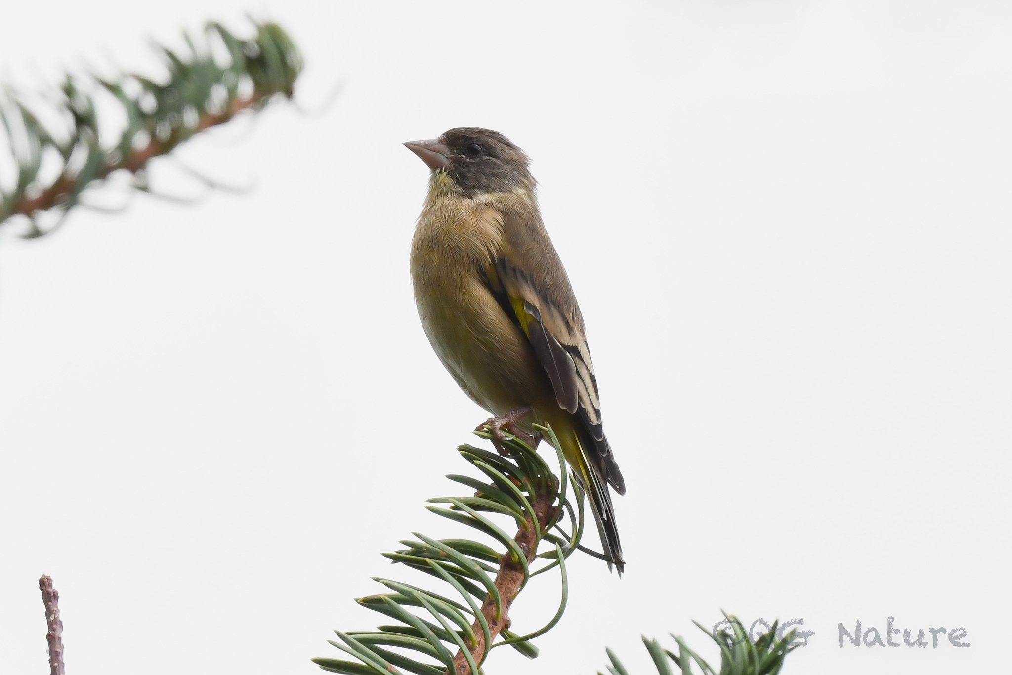 Black-headed Greenfinch