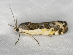 Tarache augustipennis