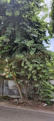 Bauhinia acuminata