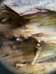 Helicogloea compressa