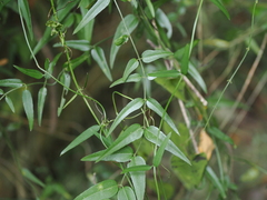 Jasminum nervosum