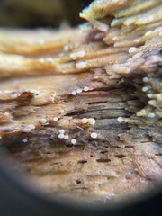 Helicogloea compressa