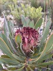 Protea