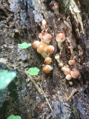 Hypholoma lateritium