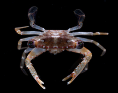 Portunidae