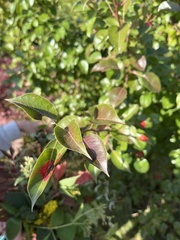 Gymnosporangium sabinae