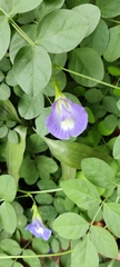 Clitoria ternatea