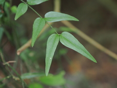 Jasminum nervosum