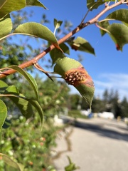Gymnosporangium sabinae