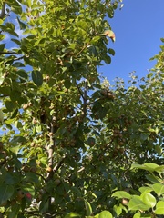 Gymnosporangium sabinae