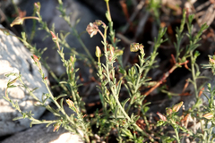 Fumana ericifolia