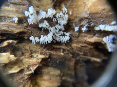 Ceratiomyxa fruticulosa