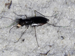Cicindela abdominalis