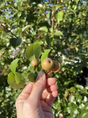 Gymnosporangium sabinae