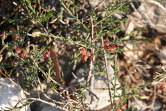 Fumana ericifolia