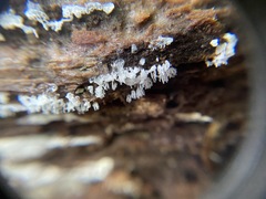 Ceratiomyxa fruticulosa