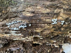 Ceratiomyxa fruticulosa