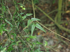 Jasminum nervosum