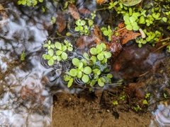 Callitriche stagnalis