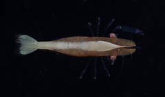Zenopontonia soror