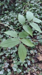 Sambucus nigra