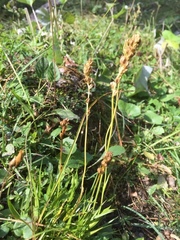 Tofieldia calyculata