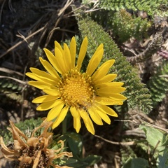 Grindelia stricta