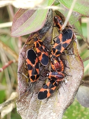 Tropidothorax leucopterus