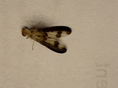 Toxonevra superba