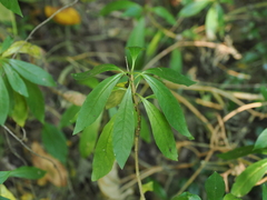 Rauvolfia verticillata