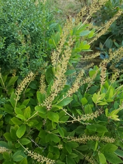 Clethra alnifolia