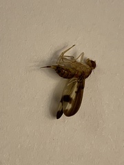 Toxonevra superba